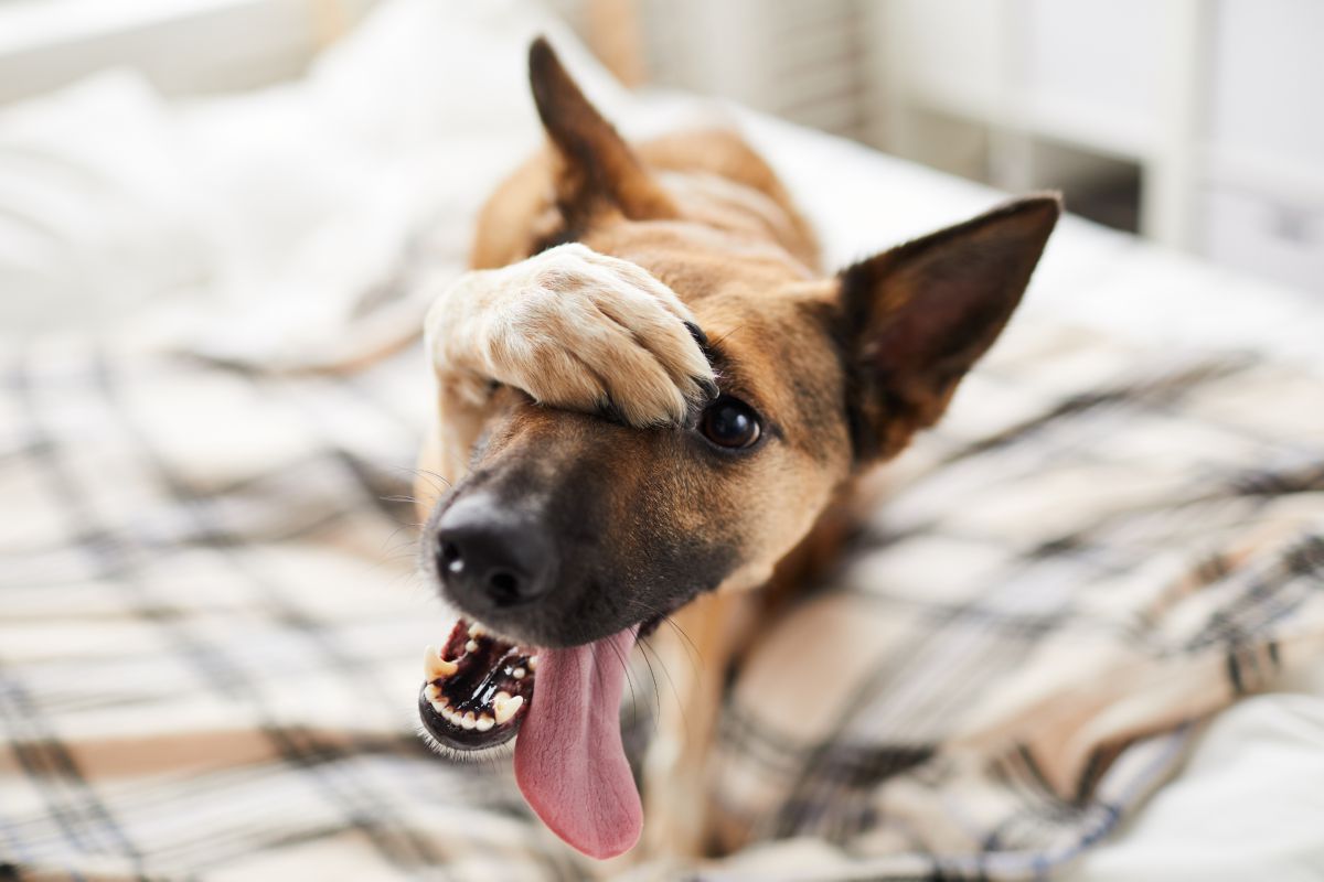 Hond verlegen