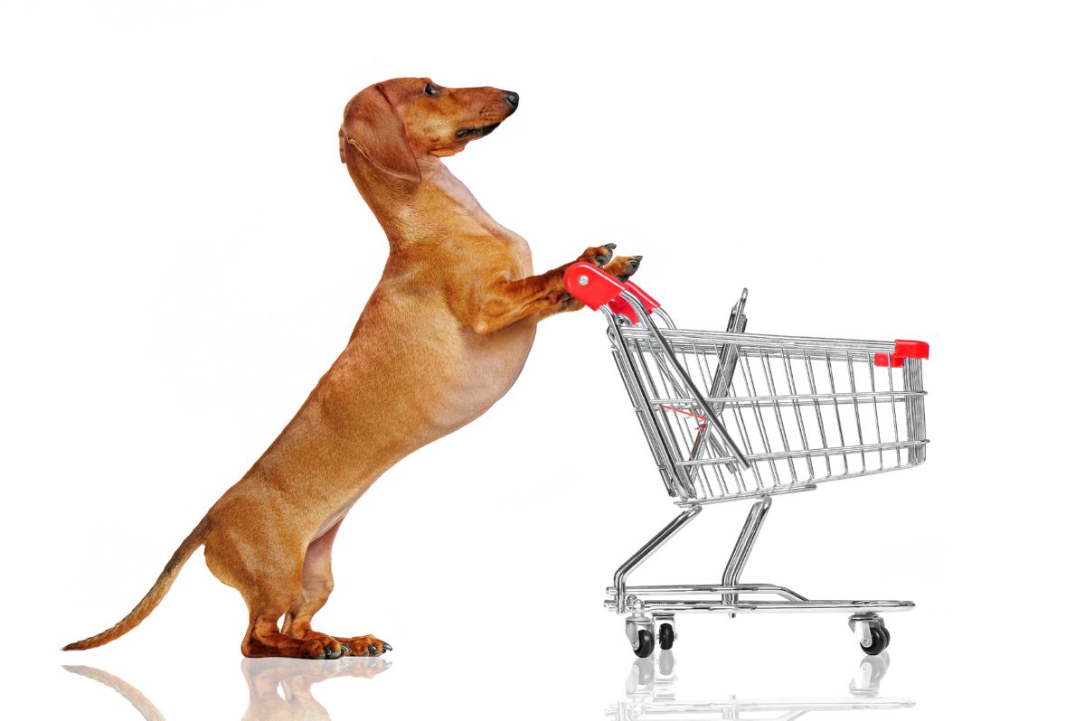 Hond voorwerp duwen