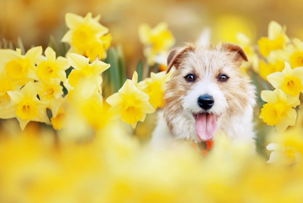 Hondje tussen bloemen