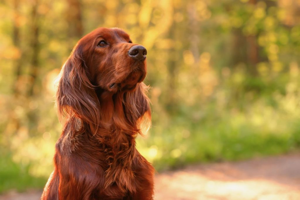 Ierse Setter