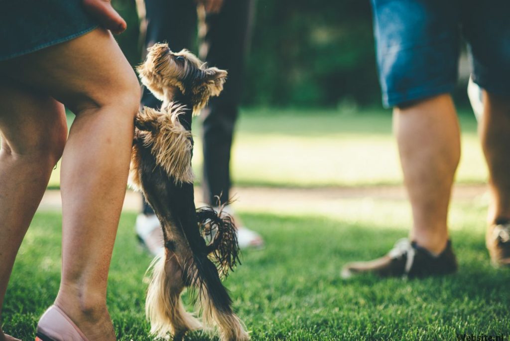 Klein hondje springt