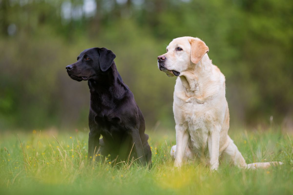 Labrador Retriever