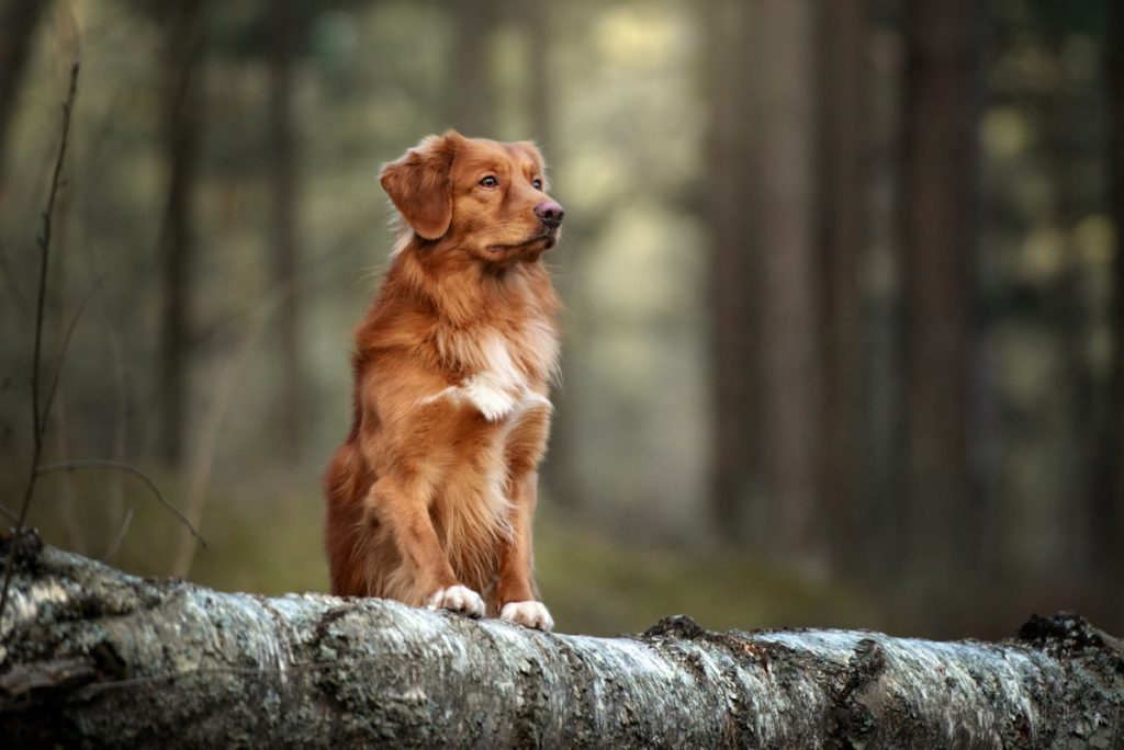 Nova Scotia Duck Tolling Retriever