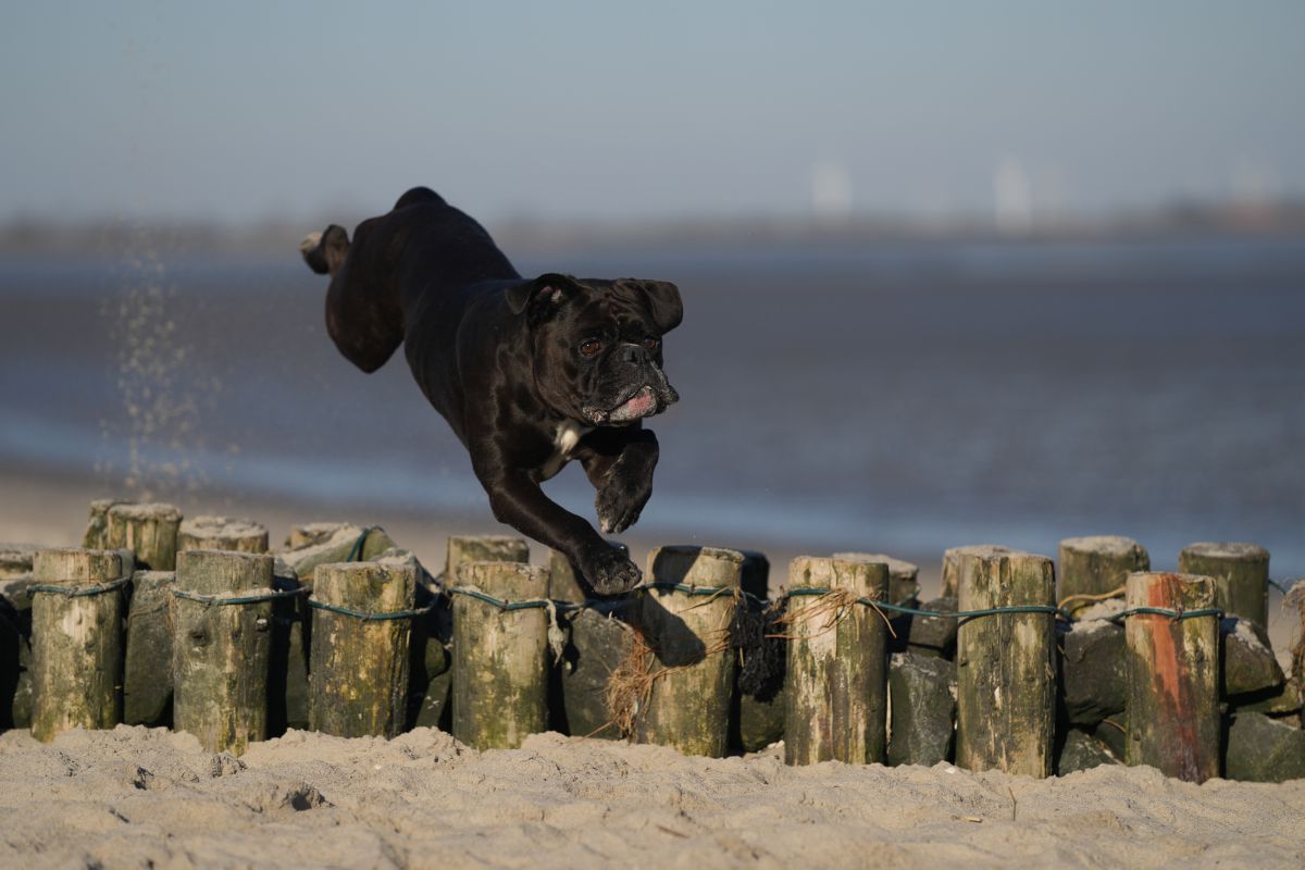 Obstakel springen hond