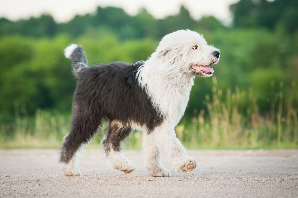 Old English Sheepdog