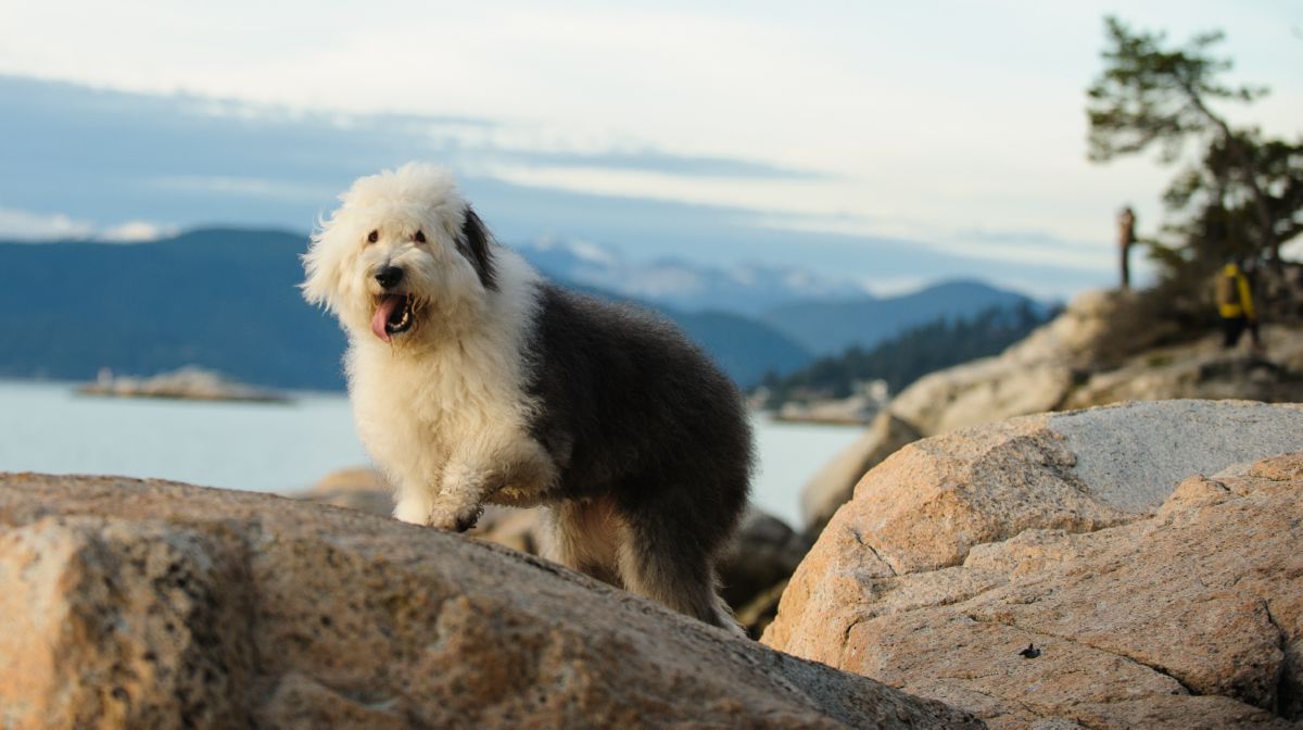 Old English Sheepdog