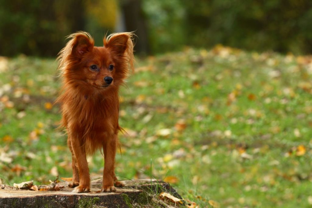 Papillon rood
