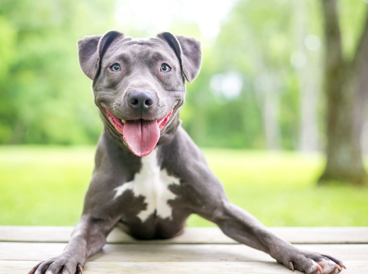 Pitbull