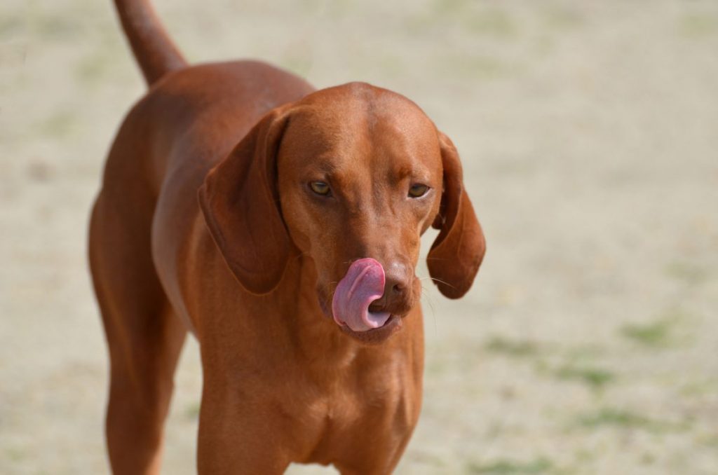 Redbone Coonhound