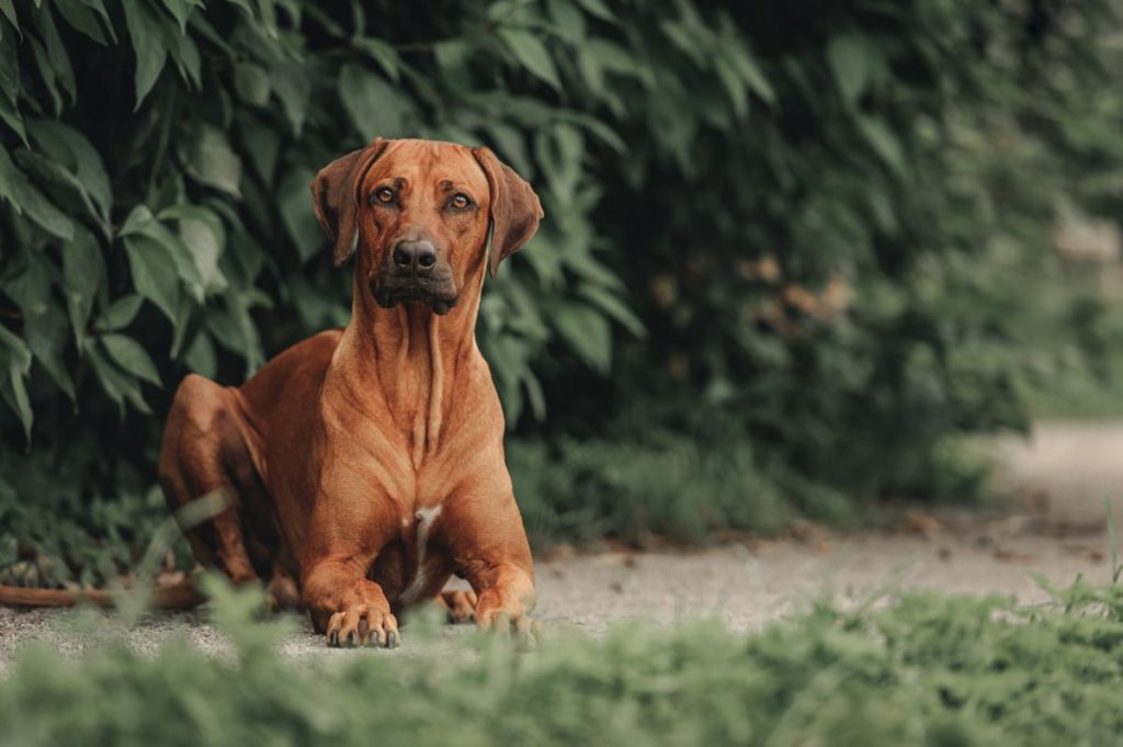 Rhodesian Ridgeback