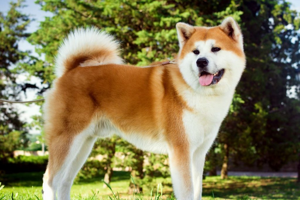 Rode Akita