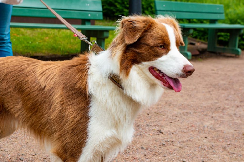 Rode Border Collie