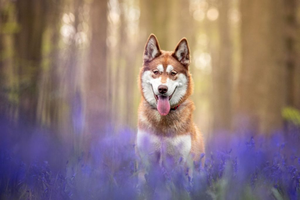 Rode Siberische Husky