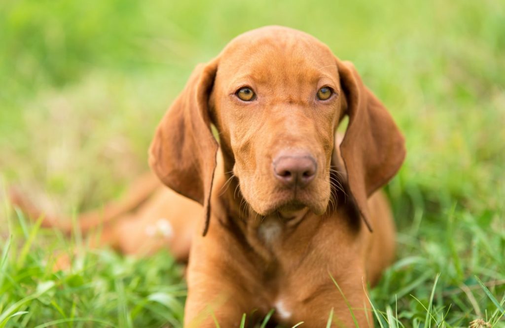 Rode Vizsla