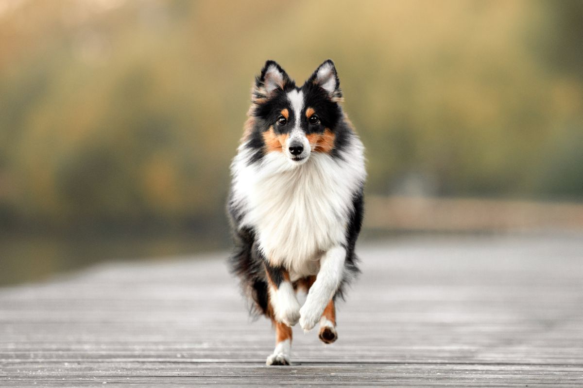 Sheltie