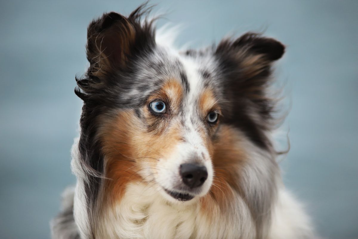 Shetland Sheepdog