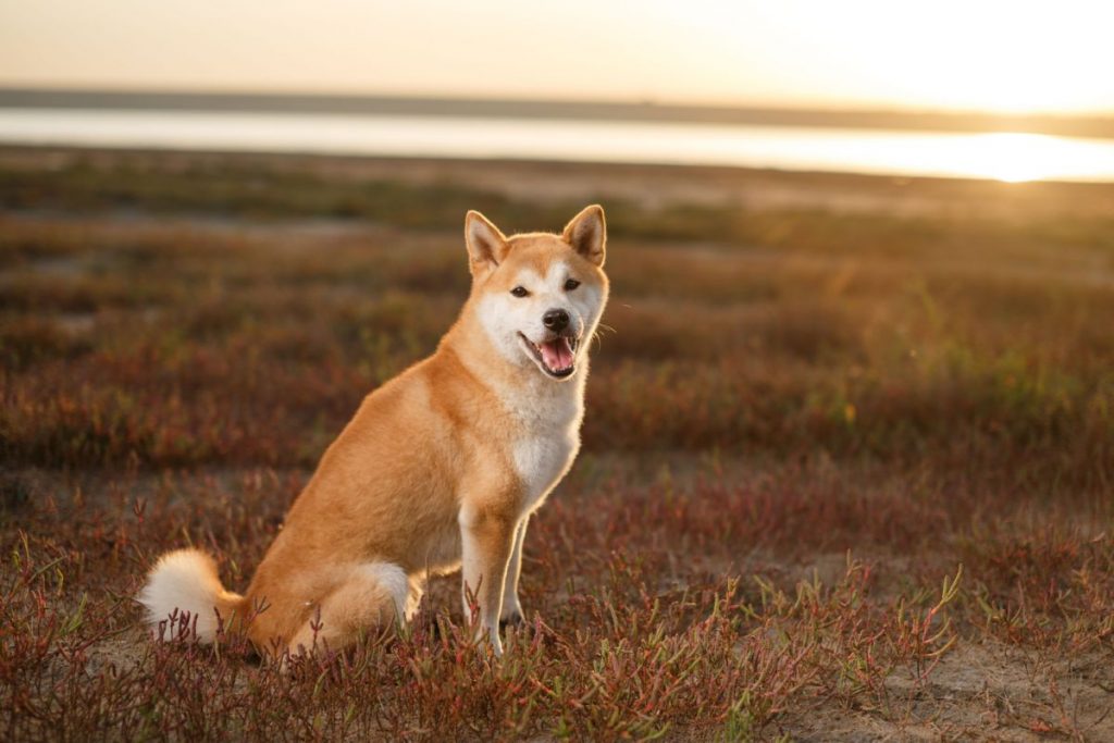 Shiba Inu