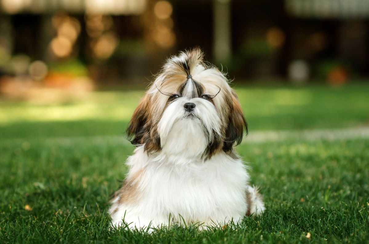 Shih Tzu