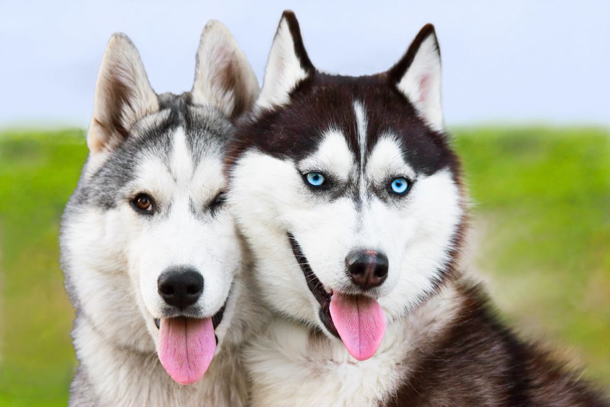 Siberian Husky