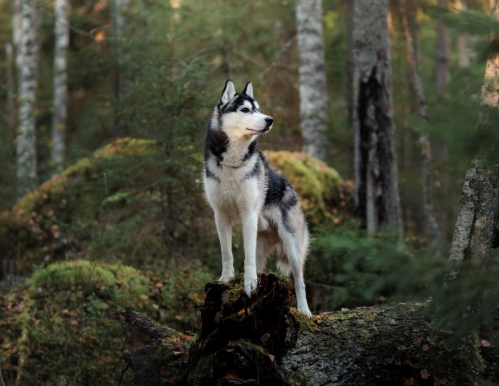 Siberische Husky