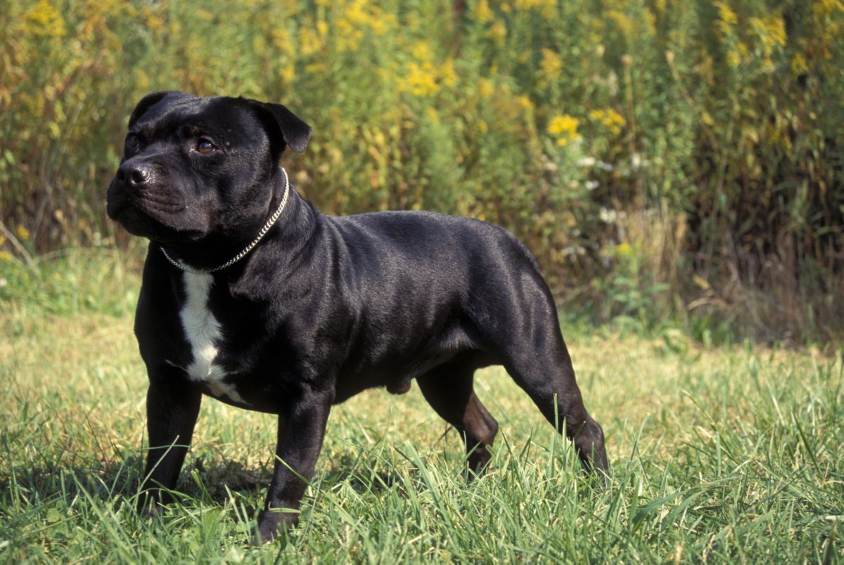 Staffordshire-bulterriër