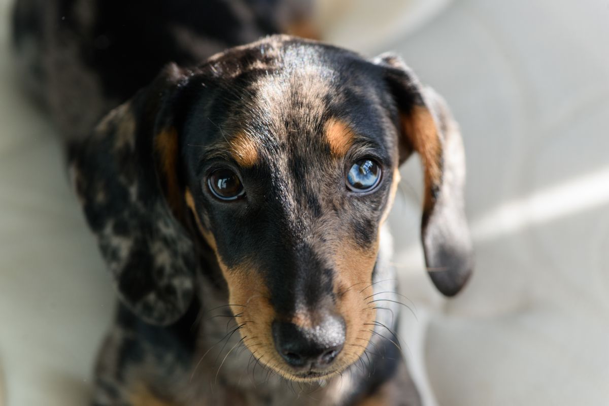 Teckel blauw oog