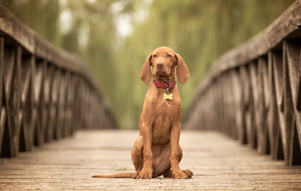 Vizsla