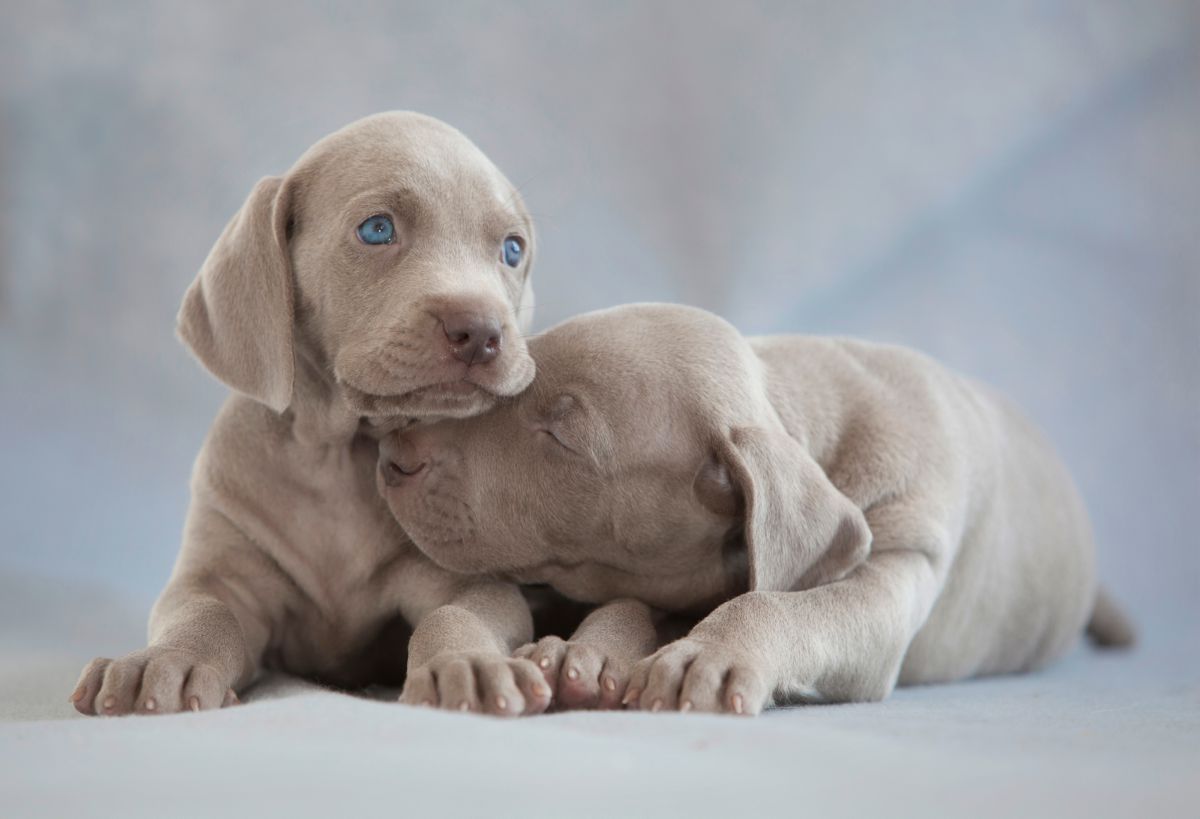 Weimaraner