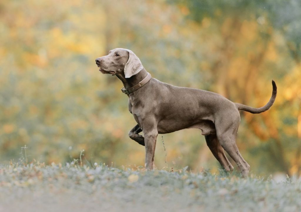 Weimaraner