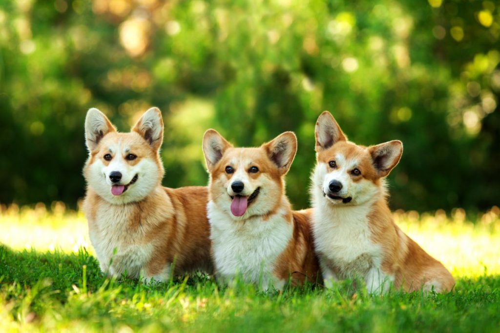 Rode Pembroke Welsh Corgi