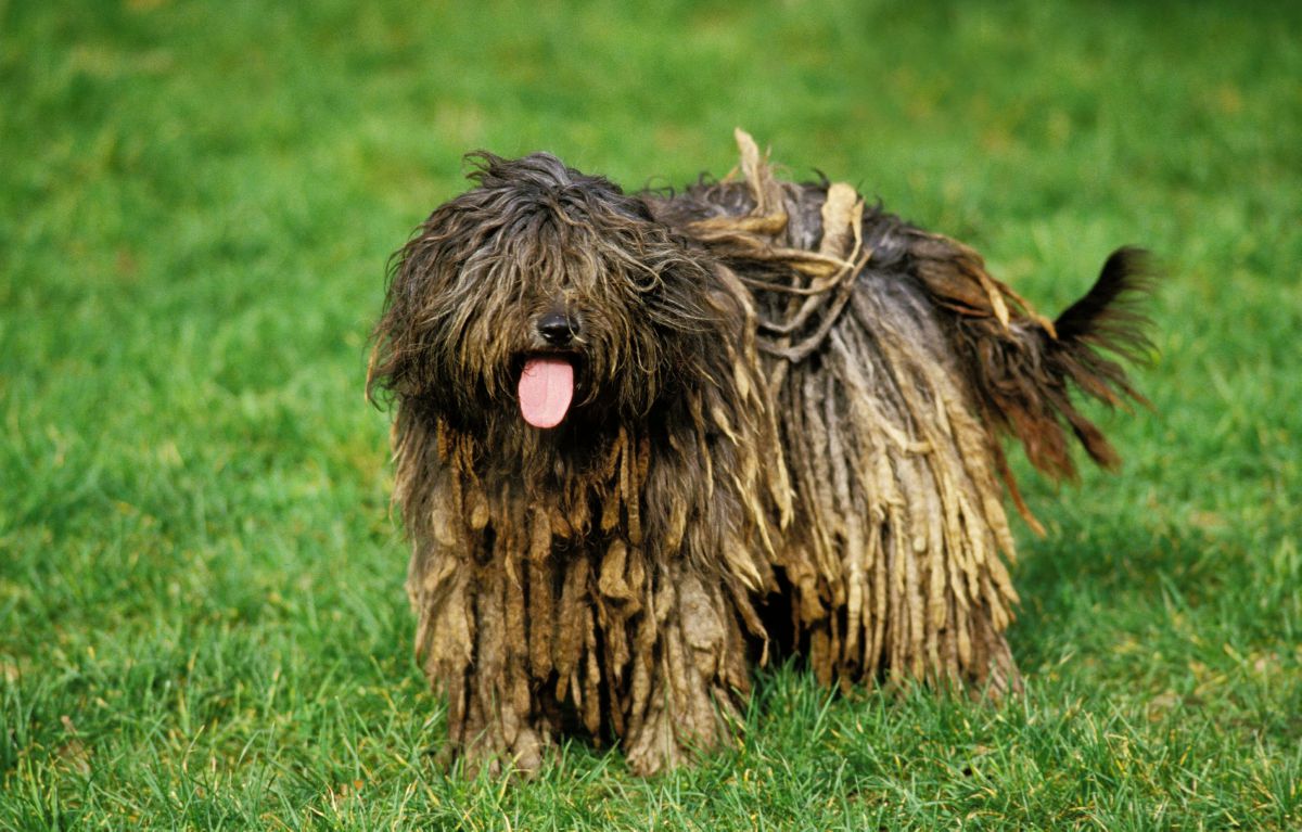 Bergamasco