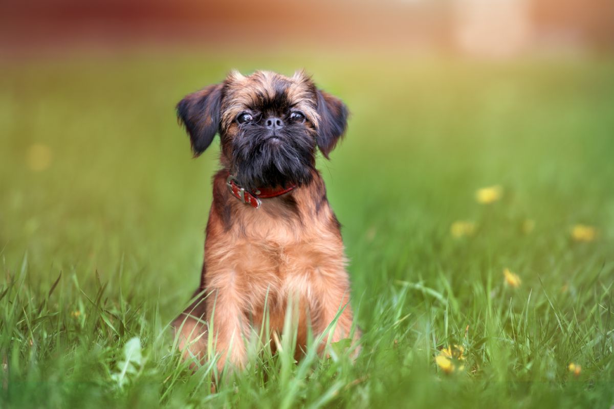 Brusselse Griffon