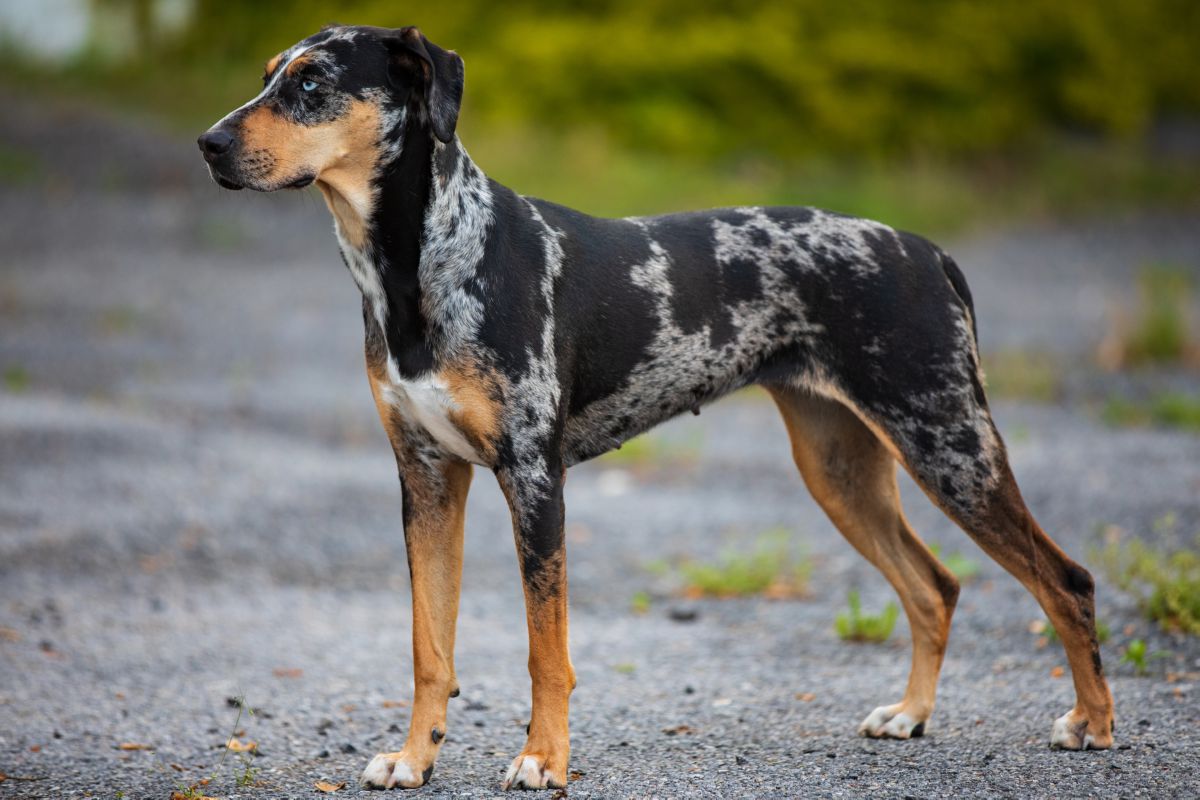 Catahoula Leopard Dog