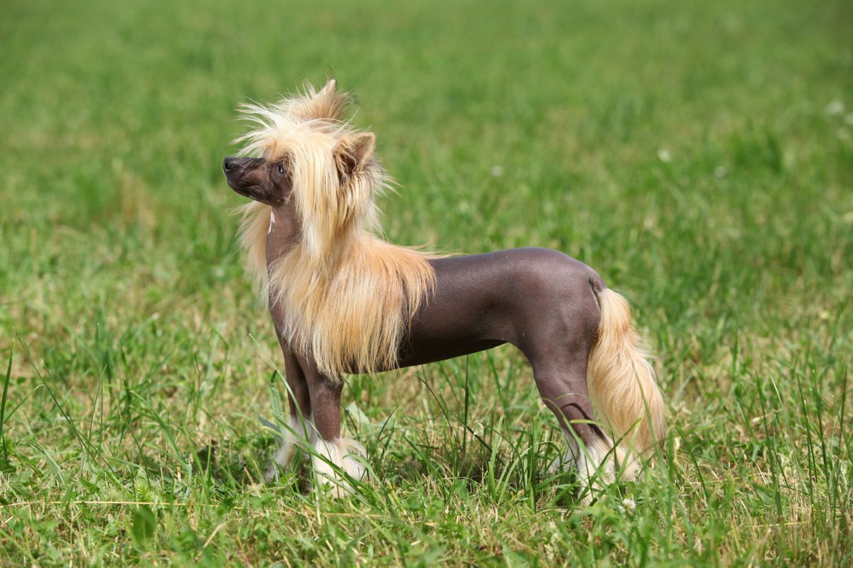 Chinese naakthond