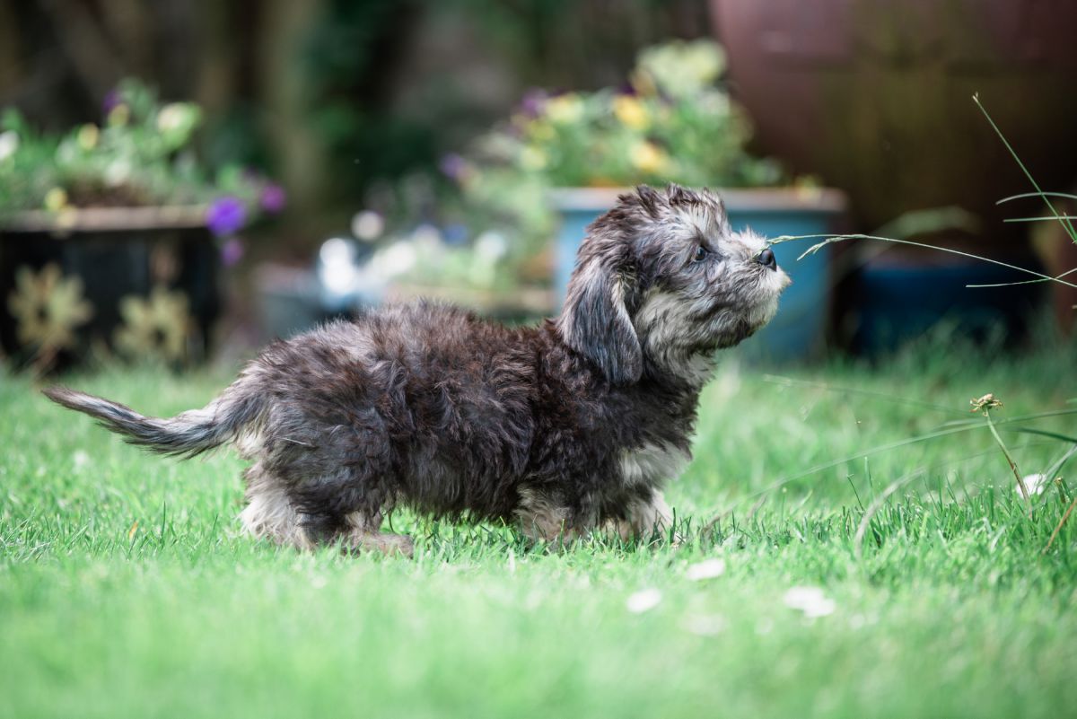 Dandie Dinmont-Terriër puppy