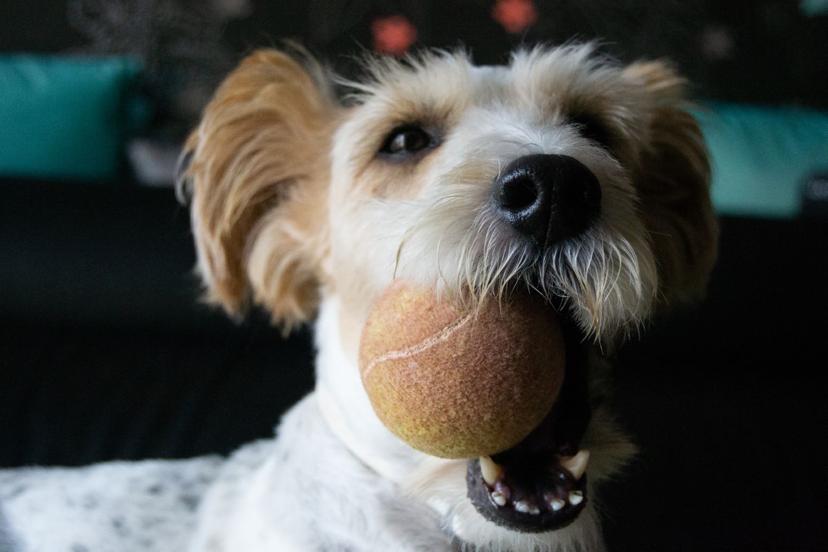 Grand Basset Griffon Vendéen