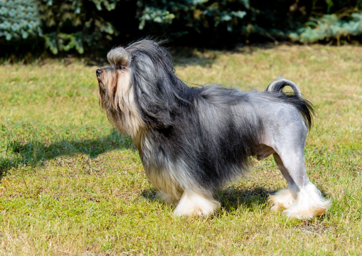 Leeuwhondje