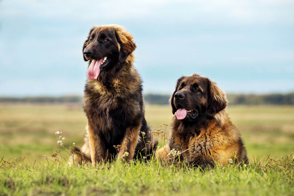 Leonberger