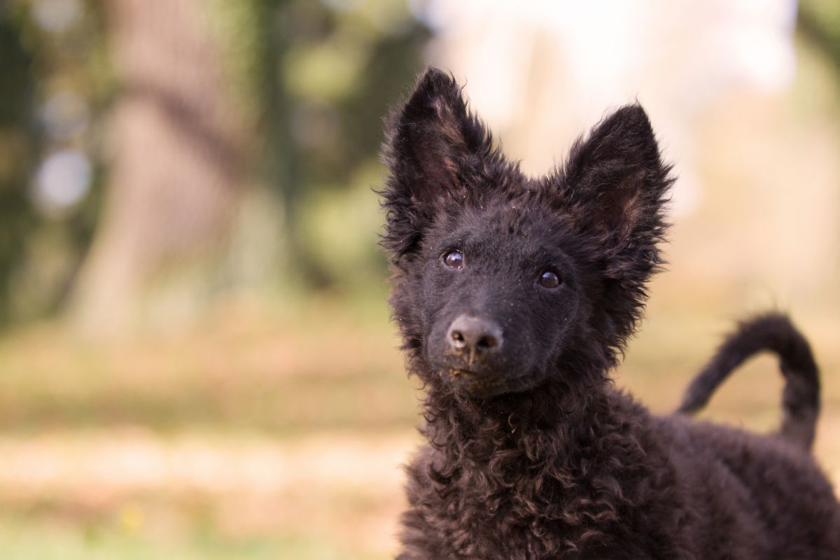 Mudi puppy