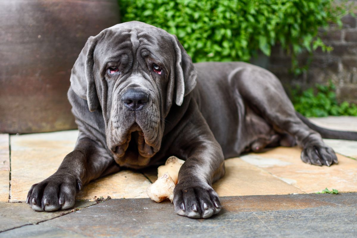 Napolitaanse Mastiff