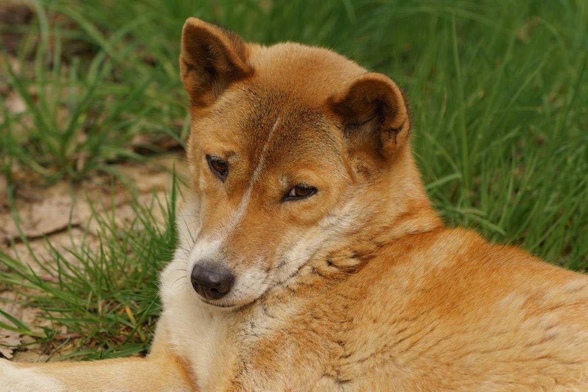 New Guinea Singing Dog