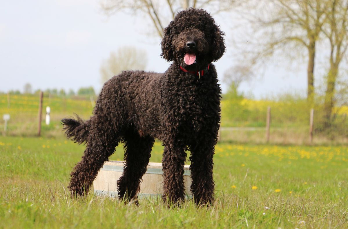 Portugese Waterhond