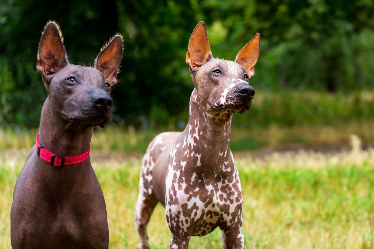 Xoloitzcuintli