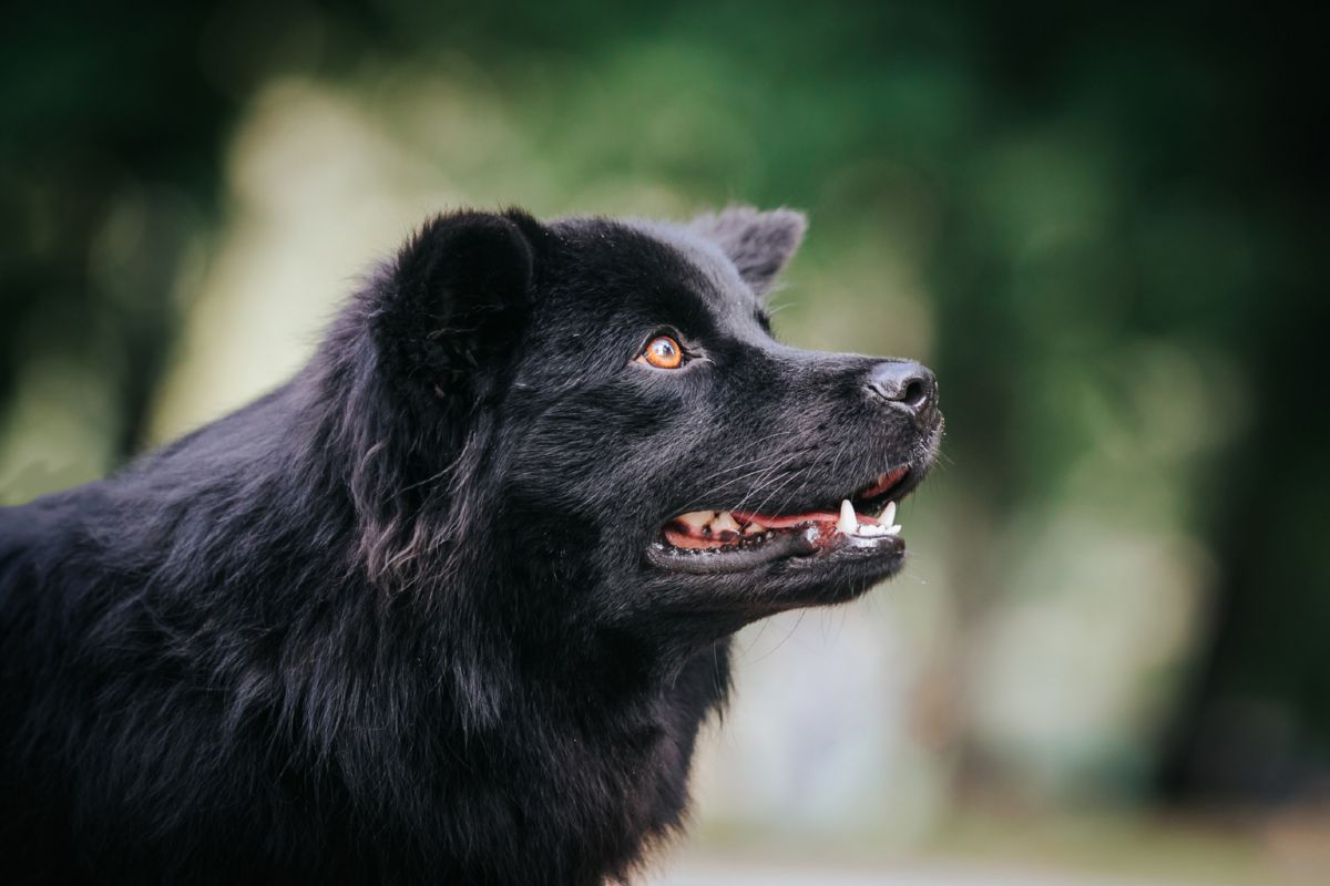 Zweedse Lappenhond