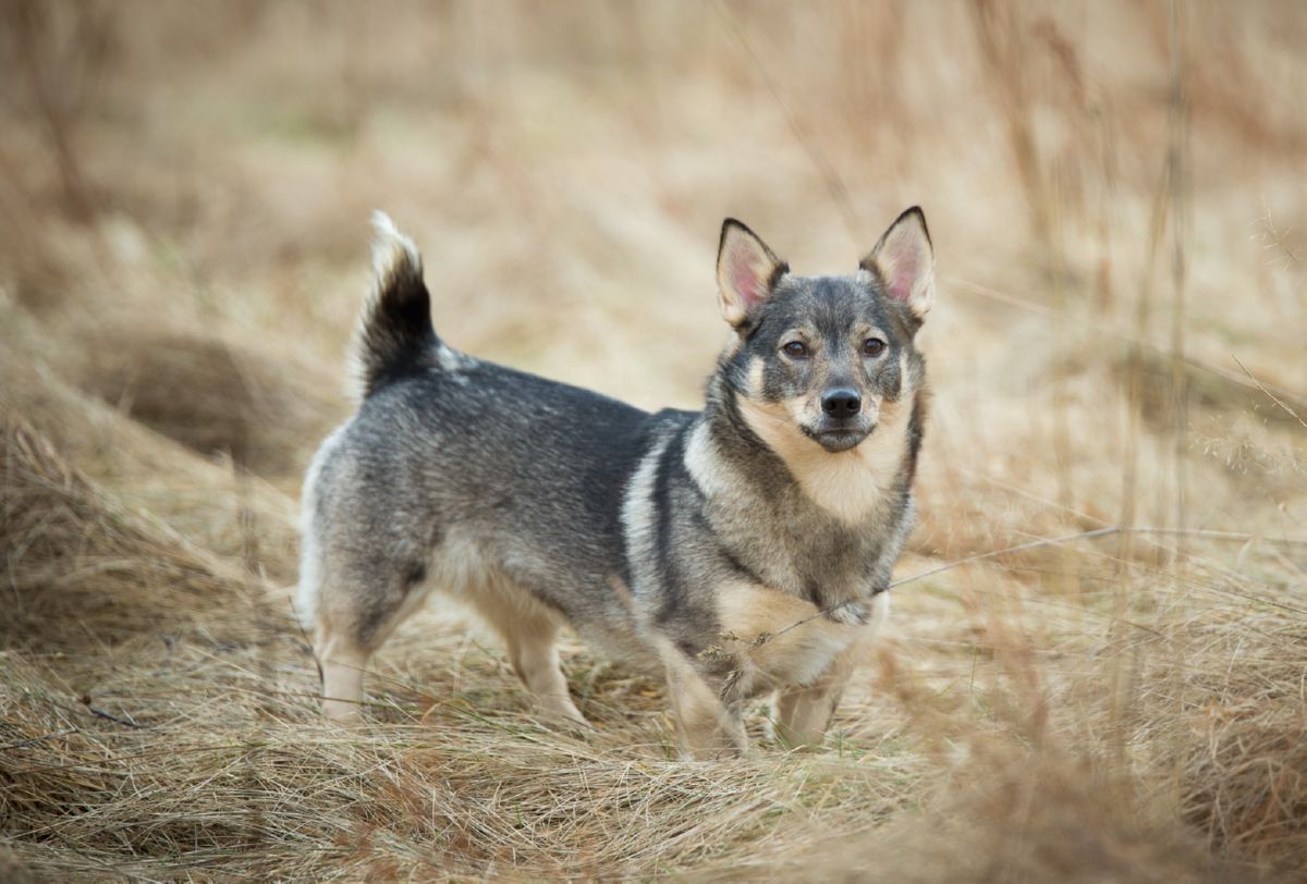 Zweedse Vallhund