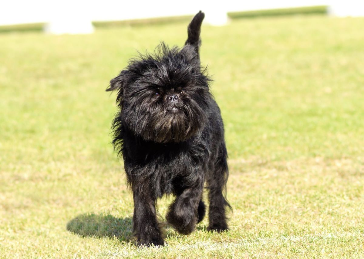 Affenpinscher lopend
