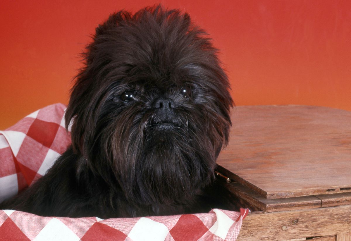 Affenpinscher puppy