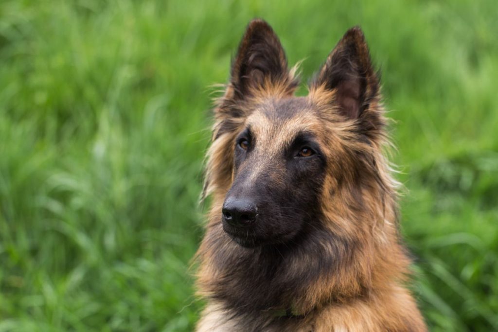 Belgische Tervuren