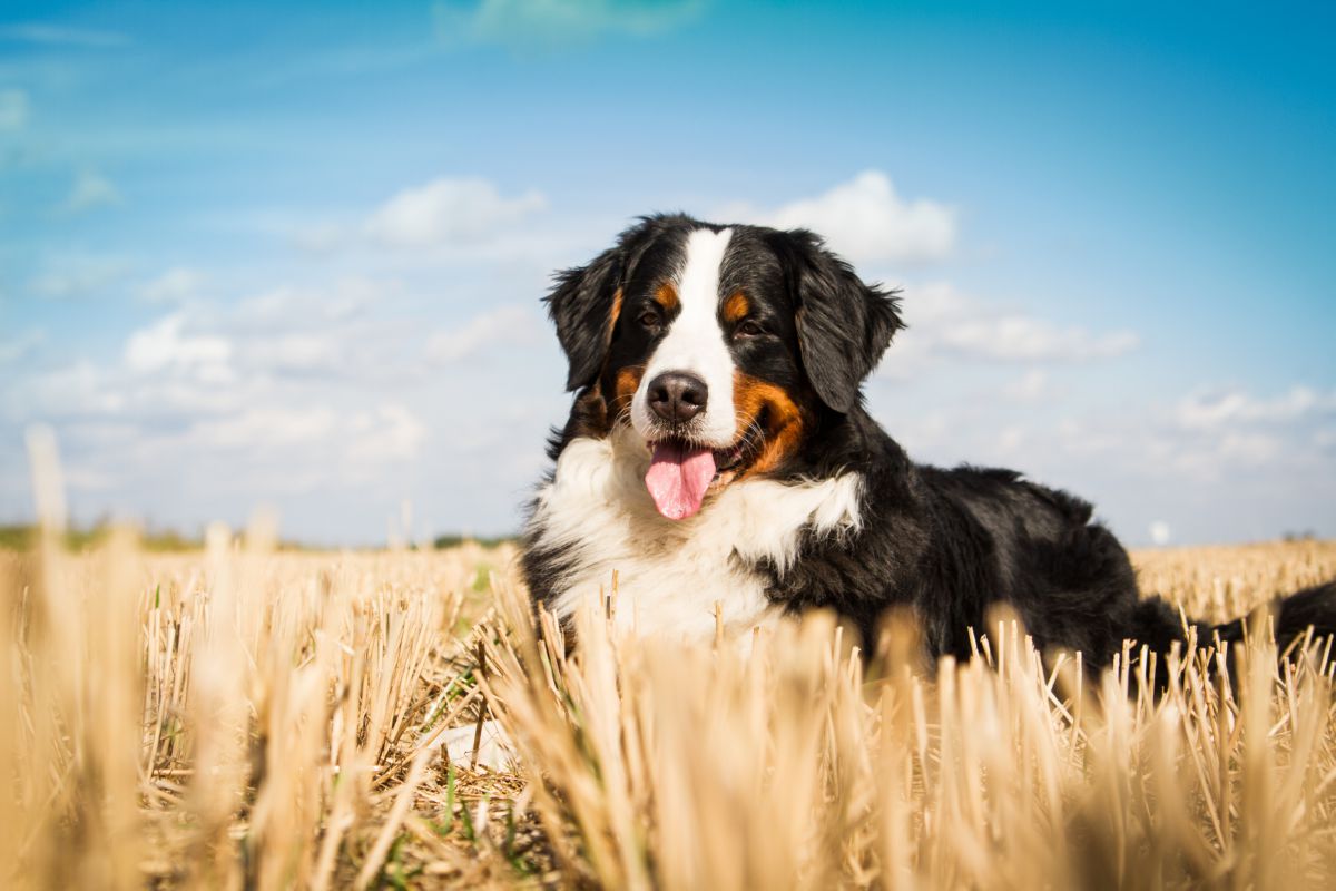 Berner Sennenhond