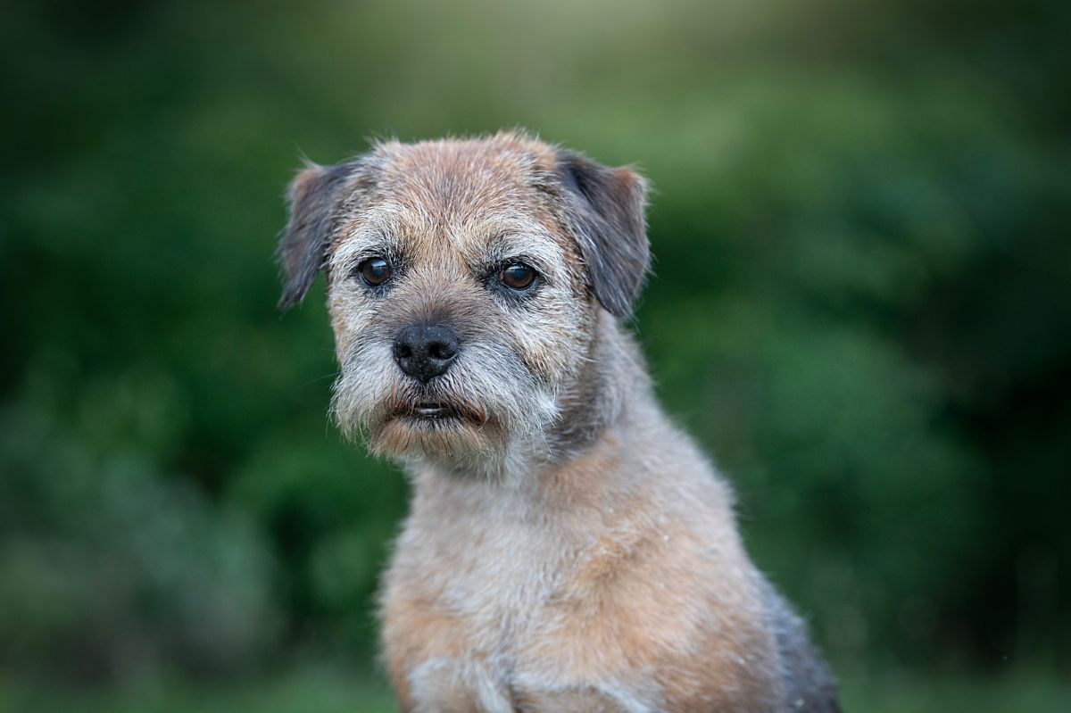 Border Terrier